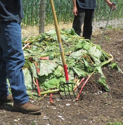Compost pile being made from rhubarb