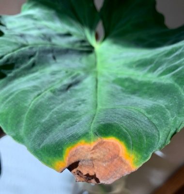 Plant showing browned leaf tip as a result of overfertilization.