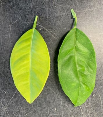 Yellow leaf on left, green leaf on right on table.