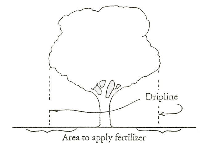 Apply fertilizer to areas near driplines from tree