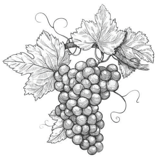 Drawing of grape