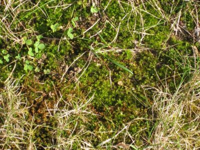 Moss and other weeds in lawns