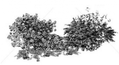 Drawing of woody shrubs