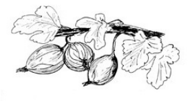 Gooseberry drawing