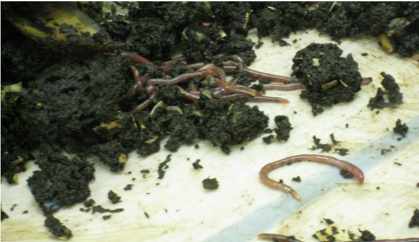 Indoor Composting with Worms Soil Nutrient Analysis