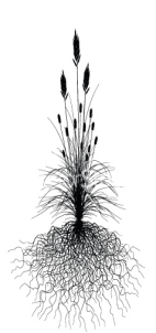 Diagram of plant with extensive roots