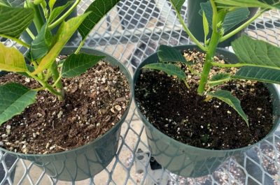 Color difference in dry vs. moist media