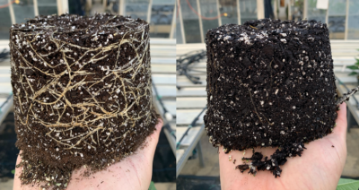 Evenly moistened media with healthy root system vs. oversaturated media with poor root growth 