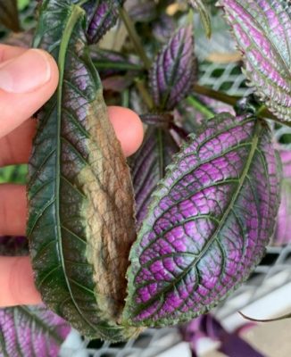 Drought stress on Persian shield leaves