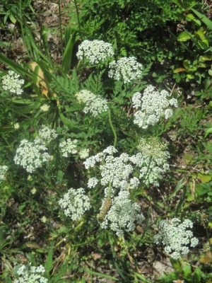 Queen Anne's Lace flowers
