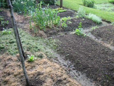 Shallow raised beds warm up earlier in the spring and have better drainage. Photo by D. Pettinelli