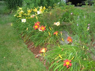 Lilies in garden bed